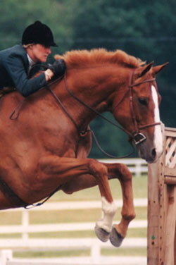 English, Hunt Seat Riding Lessons